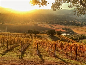 Retirement Living in Sonoma Valley Wine Country - California